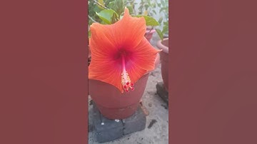 Orange Hibiscus 🌺 #beautiful #new #orange #hibiscus #flowers #plants #home #garden #shorts #video