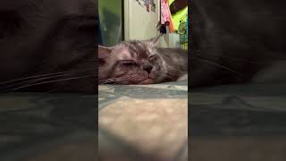 Born To Nap.. Cat Hayahay