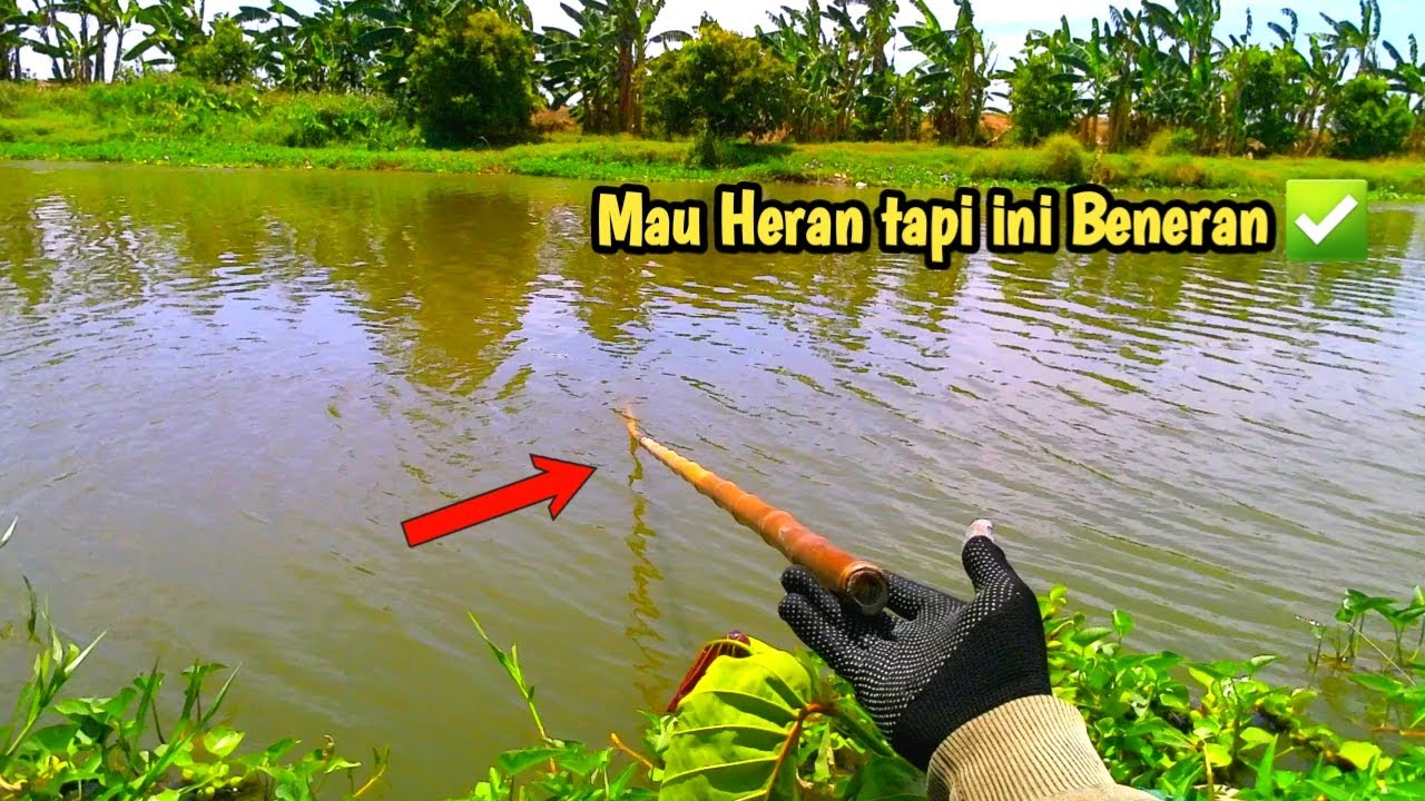 Bambu Ajaib yang bisa Menghasilkan ikan, setiap kali di angkat pasti ada ikanNya #nganco  #fishing