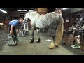 Shoeing a Draft Horse - Tips and Techniques Part 2 (Rear Hoof Trimming)