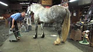 Shoeing a Draft Horse - Tips and Techniques Part 2 (Rear Hoof Trimming) Shoeing a Draft Horse - Tips and Techniques Part 2 (Rear Hoof Trimming)