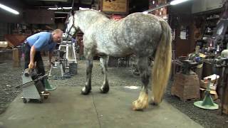 Shoeing a Draft Horse - Tips and Techniques Part 2 (Rear Hoof Trimming)