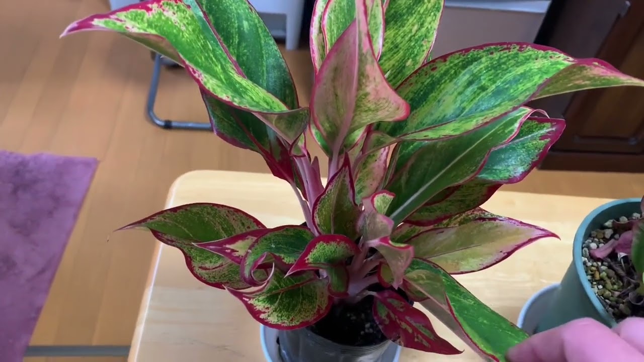 The Charm and Care of Aglaonema Houseplants🪴🍀The Red Leaves Are