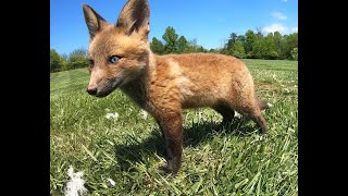 Red fox cubs tentatively emerge from their den