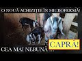 CE ANIMAL NOU AM ADUS ÎN MICROFERMĂ?? CEA MAI DIFICILĂ ȘI MAI NEBUNĂ CAPRĂ!#OrășeanLaȚară!