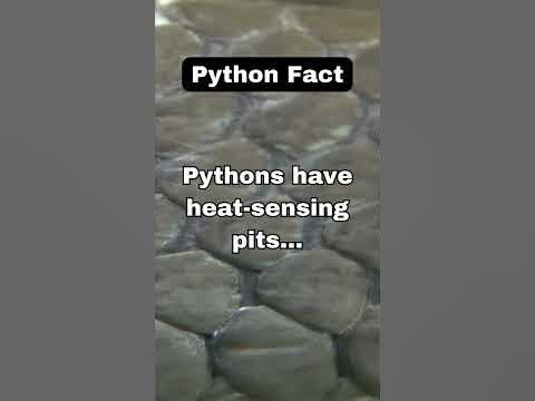 Pythons have heat-sensing pits... #reptiles #snkeltd #ballpython - YouTube