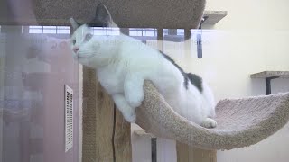 Local humane shelter using face recognition technology for lost pets