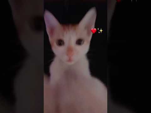اصحي يا قطقوطة Cat قططي Cutecat قطط مضحكة Funnycat Kitten Catrescue