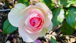Eden Climber| Climbing Rose | Heirloom Roses.com| The most romantic rose| Backyard Garden Highlights