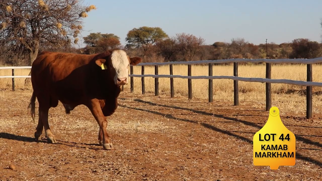 CSS 2022 - Lot 44 - Kamab Markham