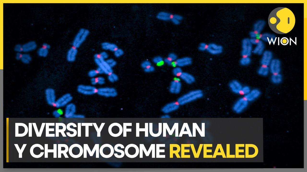 Scientists fully sequence human Y chromosome for the first time