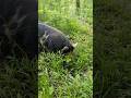 PASTURE PIG FORESTRY MULCHERS on the HOMESTEAD #brush #forest