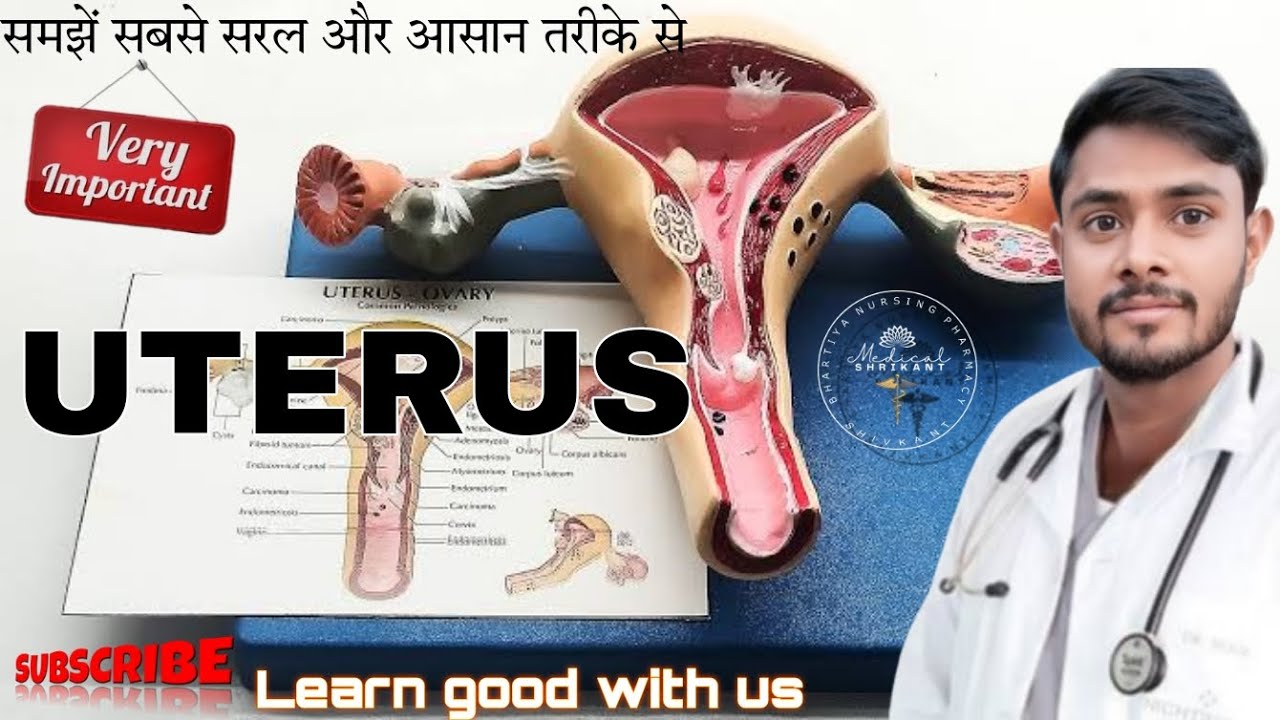Uterus Anatomy Of Uterus In Hindi Female Female Reproductive uterus-anatomy-of-uterus-in-hindi-female-female-reproductive