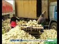 Тухлую капусту превращают в свежую за Бурнаковским продуктовым рынком