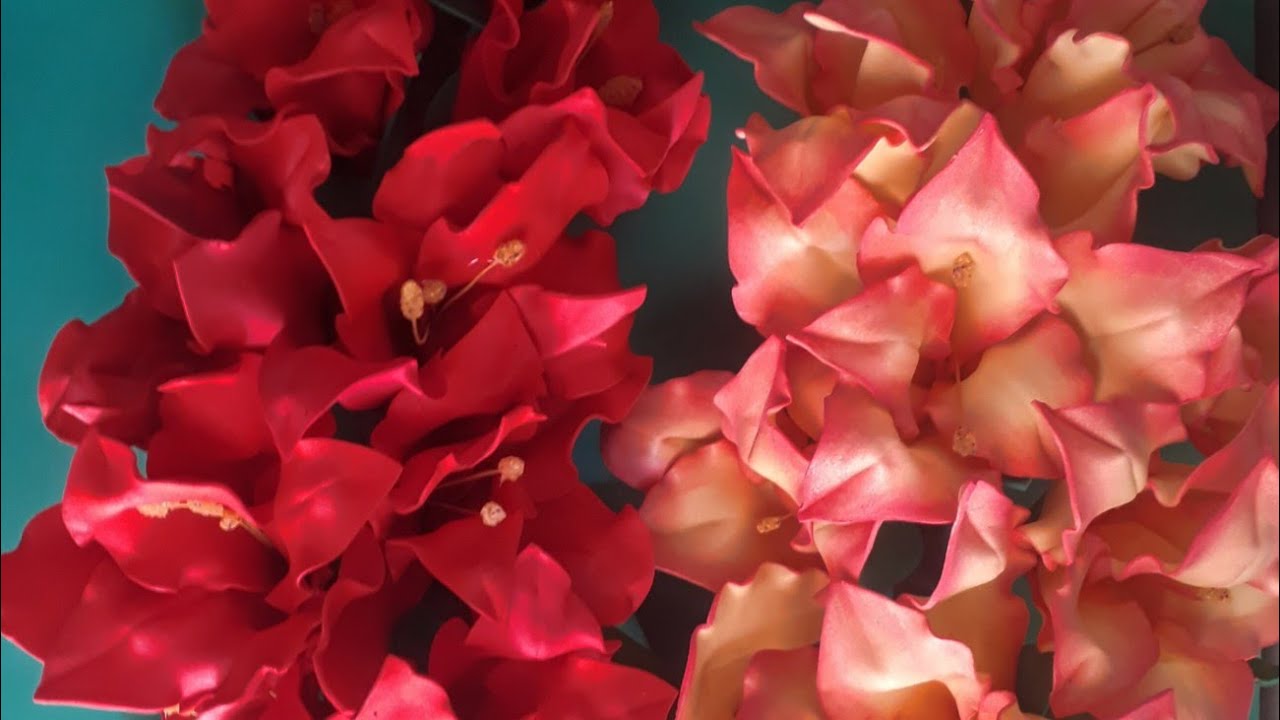 linda palma de santa rita (gladiolos),sem frisadores