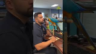 Wait For The End Of This When Your Parrot Is More Honest Than Your Team