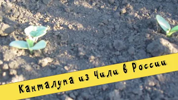 ✔ Вырастет ли дыня Канталупа из Чили в России? || Мой эксперимент