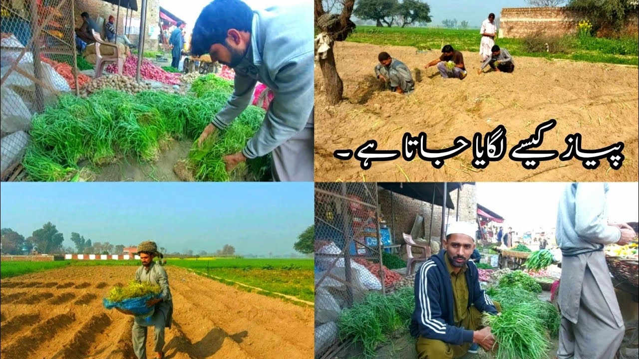 Onion Farming in Punjab Pakistan Peyaz ki Khsat YouTube