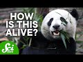 How Do Pandas Exist?