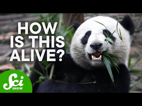 Video: Waarom worden reuzenpanda's bedreigd?