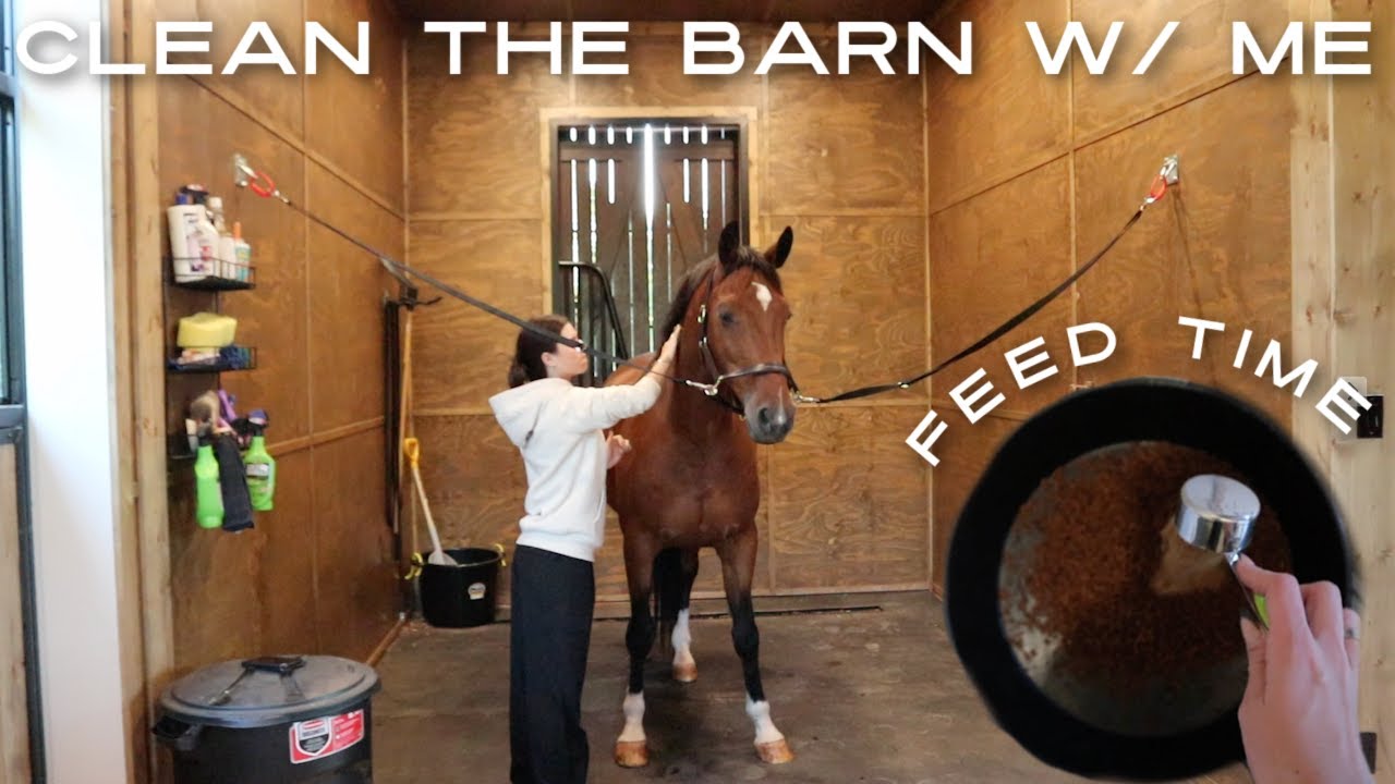 what i feed my horses! + cleaning the barn - YouTube