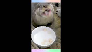 コツメカワウソ♡いっぱい食べるキミが好き♪【Otter】 by カワウソ-Otter channel 928 views 2 years ago 25 seconds