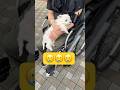 障害者になったパパは抱っこできなくなりました🥲#shorts #可愛い犬 #マルチーズ