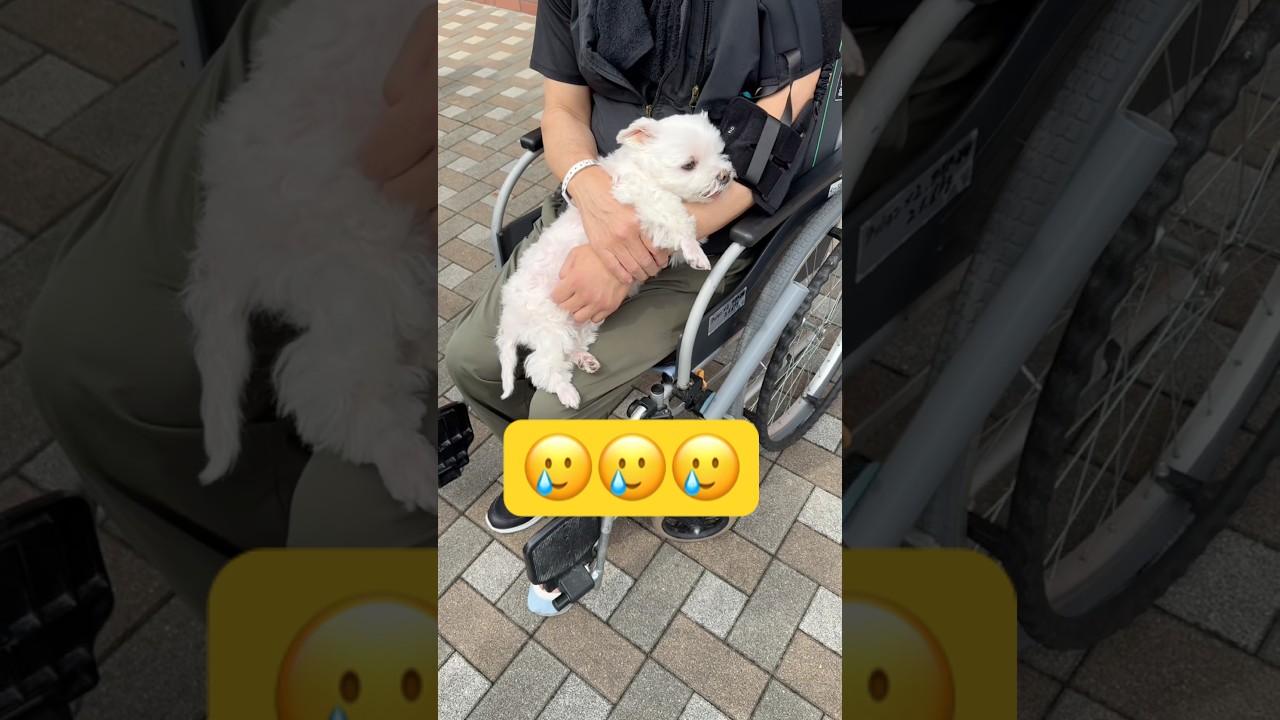 障害者になったパパは抱っこできなくなりました🥲#shorts #可愛い犬 #マルチーズ