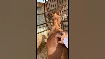 مداعبة الخيل 