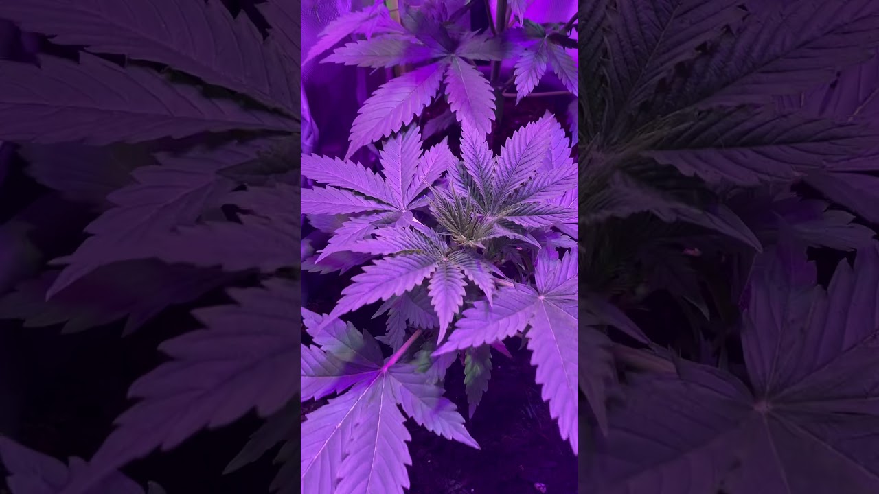 Glueberry O.G Kush Auto