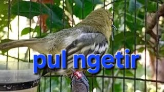 Cipou sirtu pul.... ngetir....