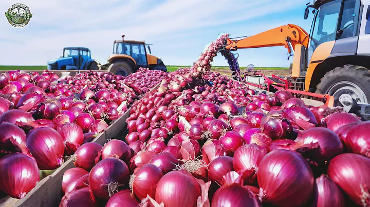8.9 Billion Pounds Of Onions Harvest by American Farmers This Way | Agriculture Technology