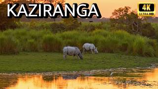Golden Tiger  & Big 5 Sightings from Kaziranga National Park Safari | 4K UHD screenshot 4