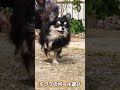 チワワのボール遊び #shorts