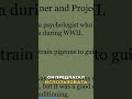 Голуби-наводчики: странная стратегия | War Fact
