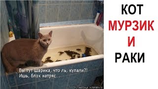 Лютые приколы. КОТ МУРЗИК И РАКИ!!! Самое смешное видео! - ПОПРОБУЙ НЕ ЗАСМЕЯТЬСЯ - Patrik