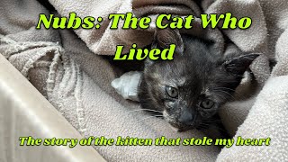 Rescuing a Kitten From Work (Viewer Discretion Advised!)