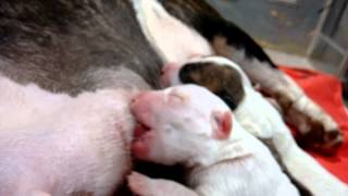Bull Terrier Miniatura Diamondminibull. Camada H