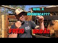 QUAL A DIFERENÇA ENTRE FREIO, BRIDÃO E FREIO-BRIDÃO - Selaria Imperial