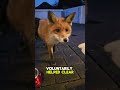 The unexpected bond between grandpa and a fox family animals shortsanimalshorts