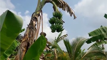 thu hoạch chuối,vườn chuối ở Tiền Giang