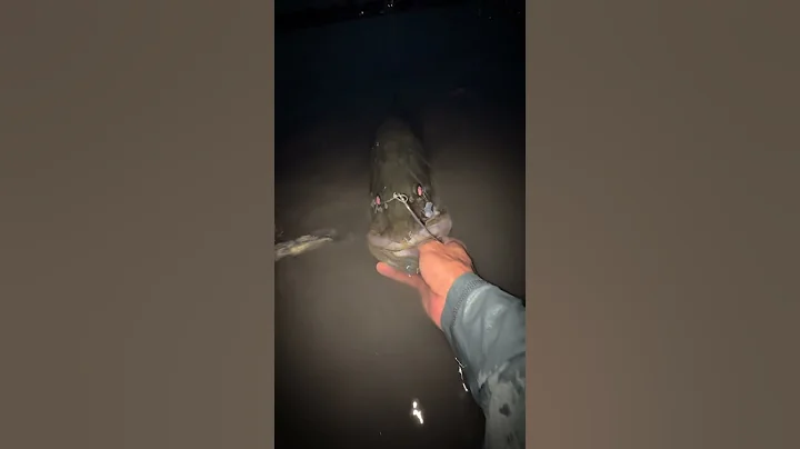 Monster Snook on the 9" K Tail ~ Chrome Ave #NLBN