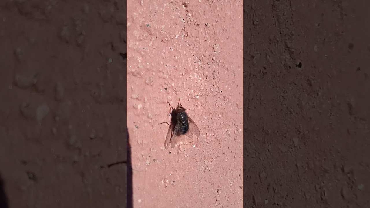 Nezara viridula 稻綠蝽 بقه خضراء ミナミアオカメムシBọ xít xanh नेज़ारा विरिडुला