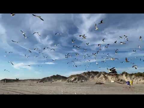 Видео: Beautiful Florida beach #Asmr #nature #beach