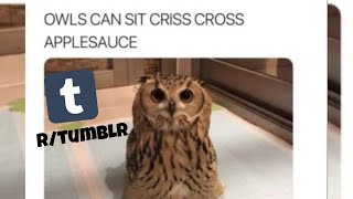 All top Rated Tumblr Memes of All time