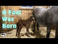 A Foal was Born!