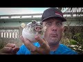 Poisonous PUFFER!!! {Catch Clean Cook} "Chicken of the Sea"