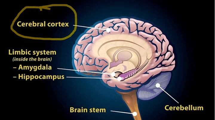 Brain Development Update -  Stress and Brain Devel...