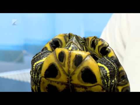 Videó: Hogyan Lehet Gyógyítani Egy Teknősbéka