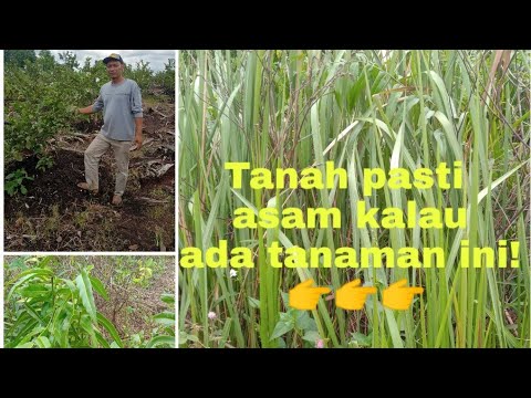 Video: Apakah pohon pinang menyukai tanah asam?